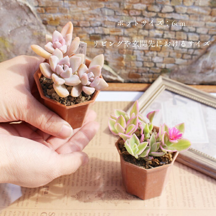 楽天市場】多肉植物 2寸シャトル鉢35個セット 105種類 3カゴ 送料無料
