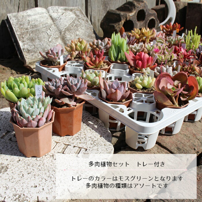 楽天市場】多肉植物 2寸シャトル鉢35個セット 17種類×2個 送料無料