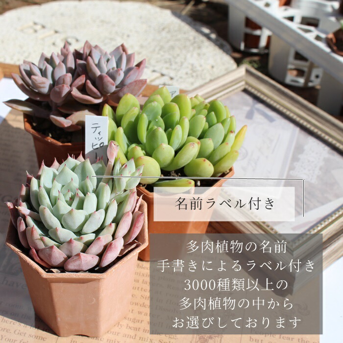 楽天市場】多肉植物 2寸シャトル鉢35個セット 105種類 3カゴ 送料無料