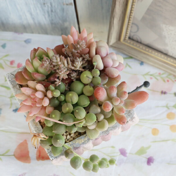 楽天市場】多肉植物 寄せ植え ミニショップ鉢 お家型 陶器鉢 完成品 1