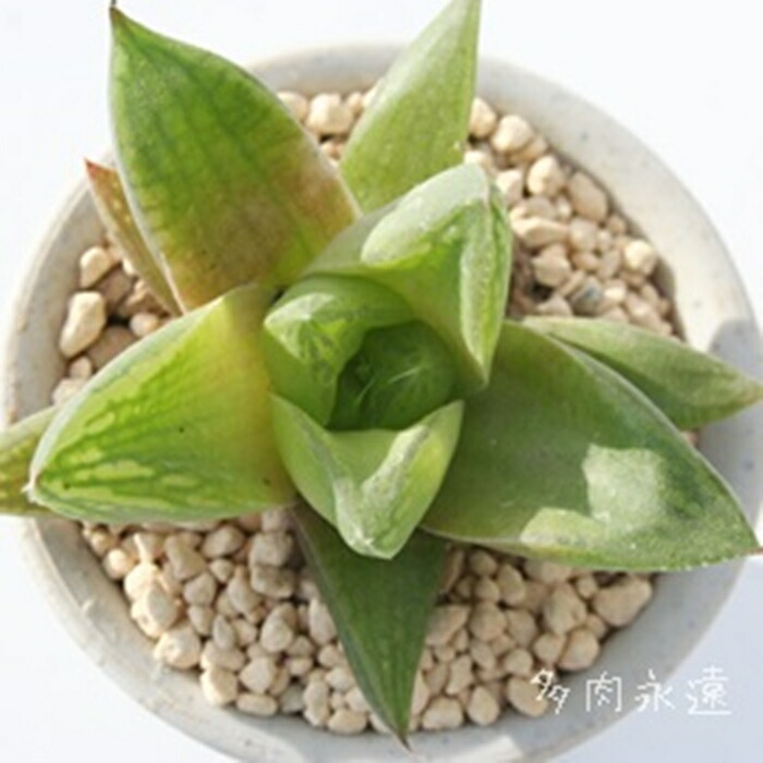 楽天市場】ハオルチア ラドラ 多肉植物 透明窓 Haworthia cymbiformis