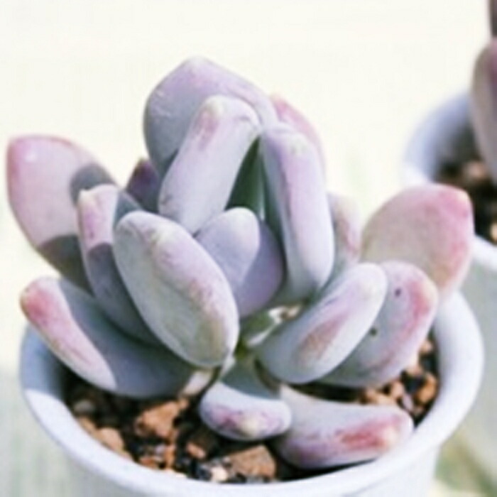 楽天市場】キャンディー パキベリア Mサイズ5.5cmポット pachyveria