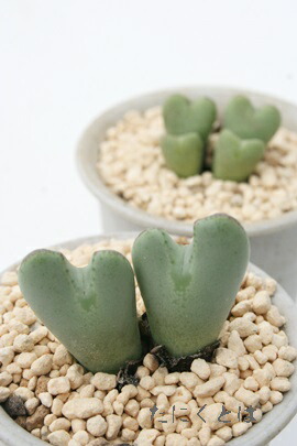 コノフィツム」の人気商品一覧 | 安い商品を通販サイトから探す - 価格.com