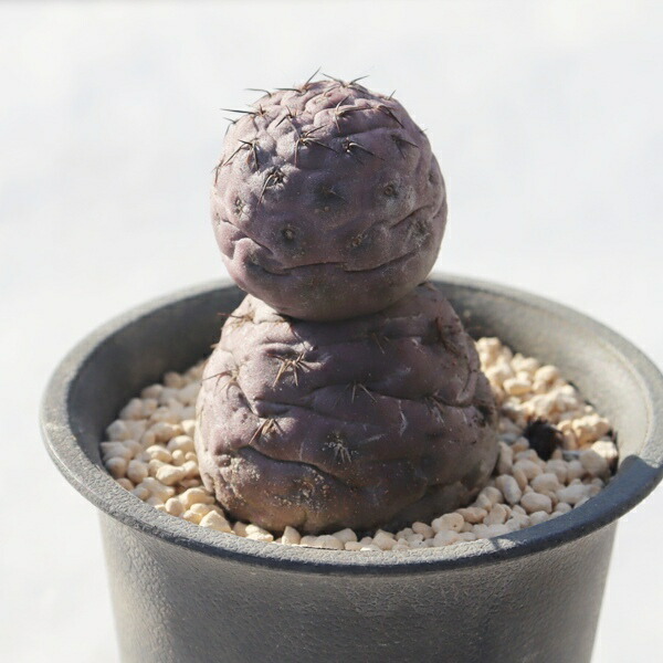 楽天市場】ゲオメトリクス テフロカクタス Tephrocactus geometricus