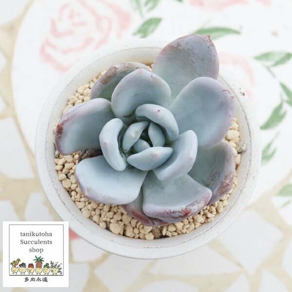 楽天市場】白餅大福 エケベリア Mサイズ6cmポット Echeveria