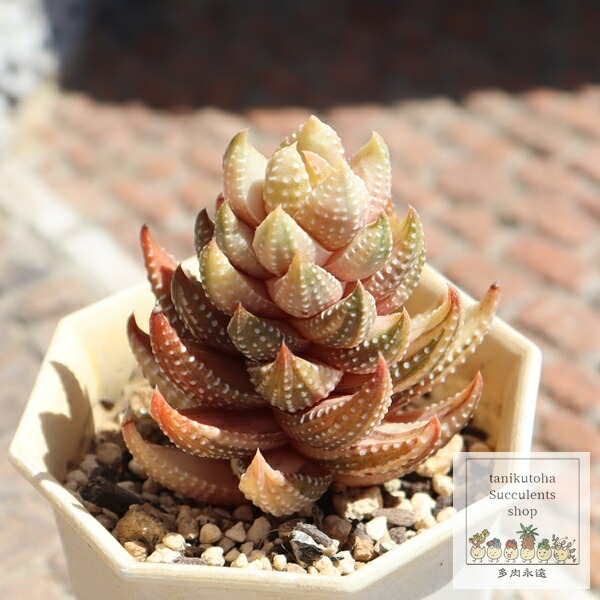 楽天市場】九輪塔錦 白斑 ハオルチア Mサイズ5.5cmポット Haworthia