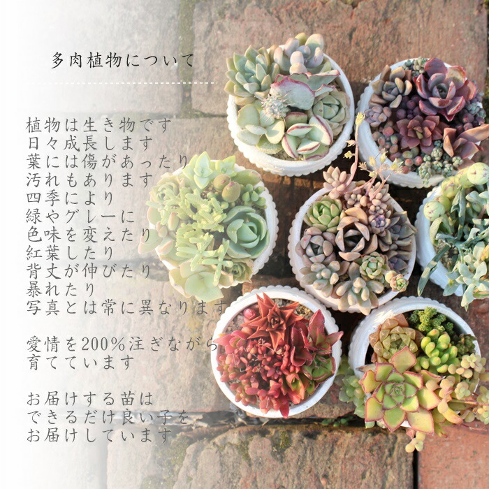 楽天市場】黄麗錦 セダム Mサイズ5.5cmポット sedum 'Golden Glow