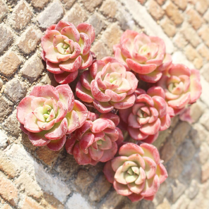 楽天市場】ノーブル エケベリア 1頭 Mサイズ 5.5cmポット 韓国苗