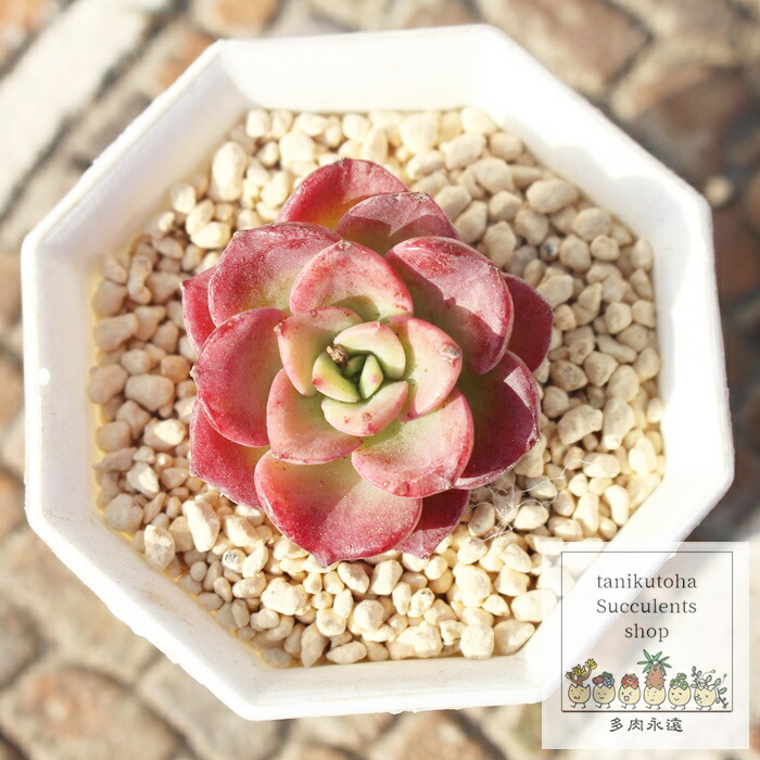 楽天市場】ノーブル エケベリア 1頭 Mサイズ 5.5cmポット 韓国苗