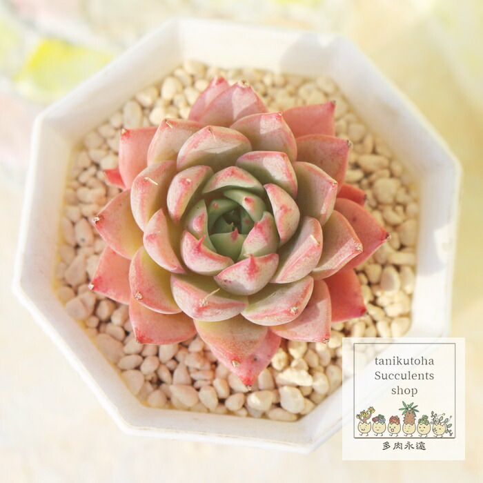 楽天市場】苺の秘密 永遠ラベル付き エケベリア Mサイズ5.5cmポット 小