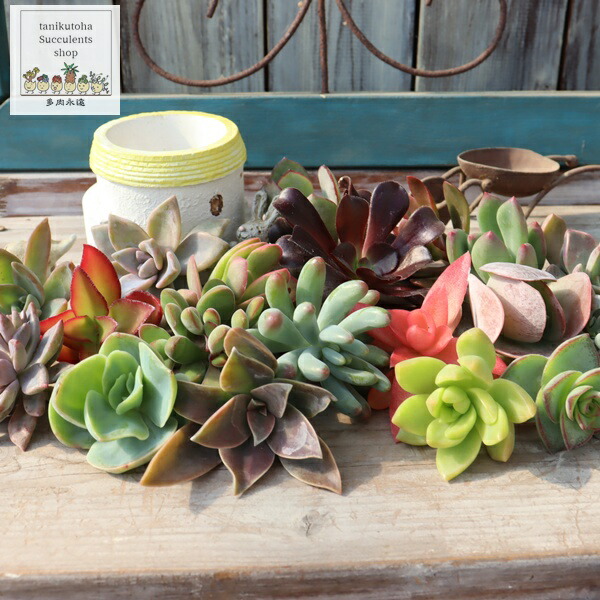 楽天市場】 お得なセット : 株式会社多肉永遠楽天市場店