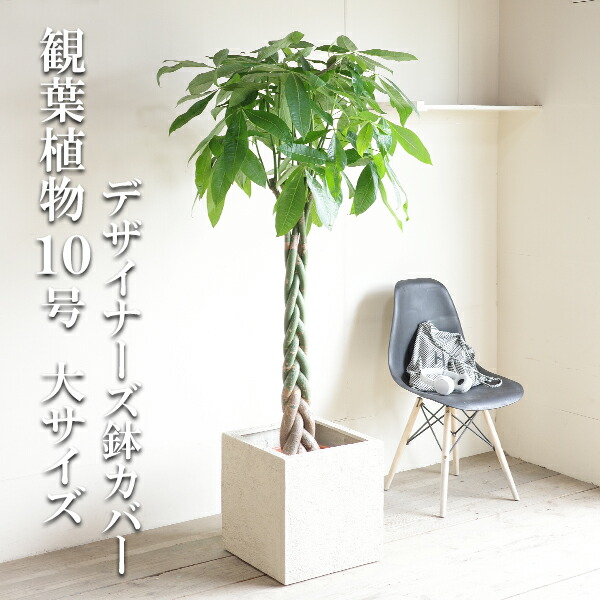 パキラ ねじり」の人気商品一覧 | 安い商品を通販サイトから探す