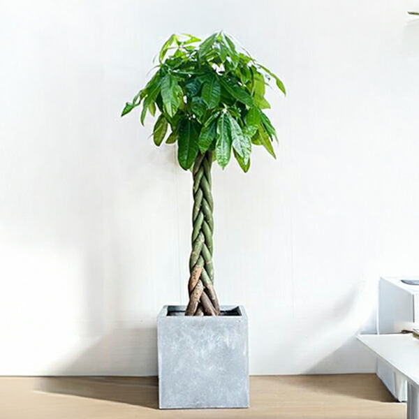 楽天市場】観葉植物 大型 パキラ 10号 法人様送料無料 キューブ型