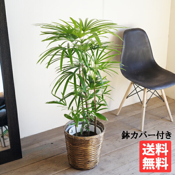 楽天市場】棕櫚竹 シュロチク 8号 鉢カバー付き 送料無料 寒さに強い