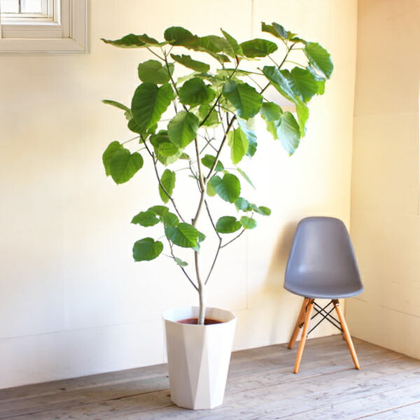 楽天市場】ウンベラータ 10号 大型 観葉植物 法人様送料無料 フィカス