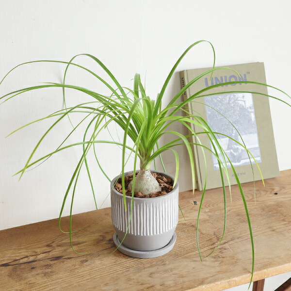 楽天市場】ポニーテール 観葉植物 縦ラインセメント鉢植え