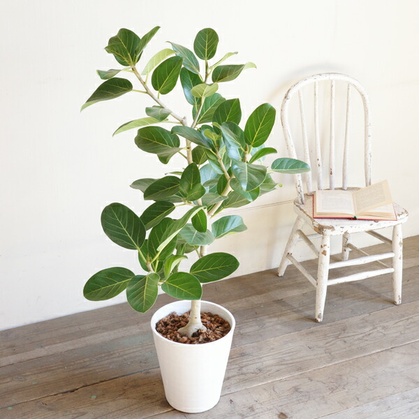 楽天市場】フィカス ベンガレンシス ベンガルゴムの木 ホワイトセラ