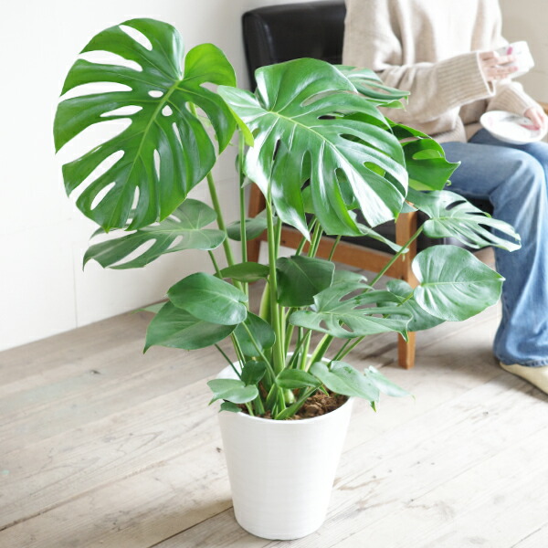 楽天市場】モンステラ 8号 ホワイト セラアート鉢 送料無料 観葉植物