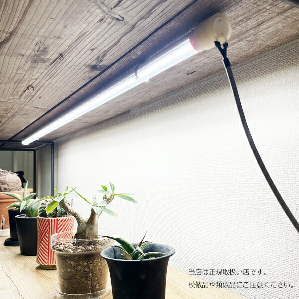 楽天市場】観葉植物 育成ライト 正規取扱い店 チューブ TUBE ロング