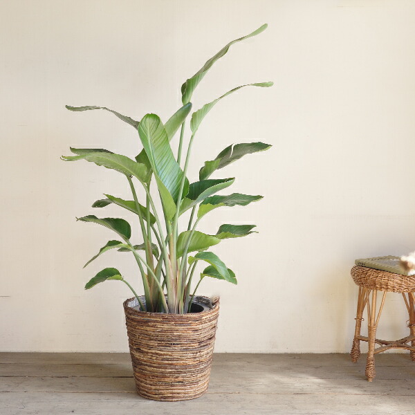 楽天市場】観葉植物 大型 オーガスタ 10号 法人様送料無料 バナナ