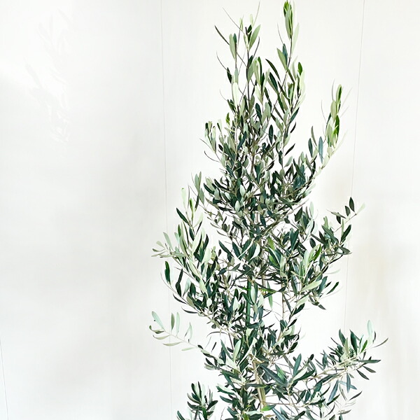 楽天市場】観葉植物 大型 オリーブ 10号鉢 法人様送料無料 庭木 鉢植え