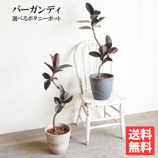 楽天市場】フィカス バーガンディ 中型 選べる鉢色 ボタニーポット