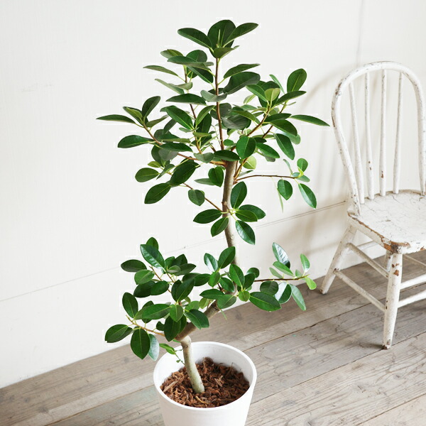 楽天市場】フランスゴムの木 S字仕立て ループ樹形 観葉植物 ホワイト