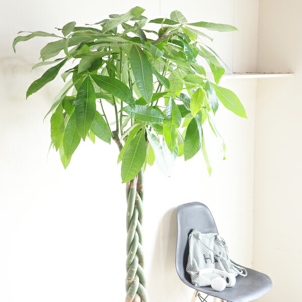 楽天市場】観葉植物 大型 パキラ 10号 法人様送料無料 手編み