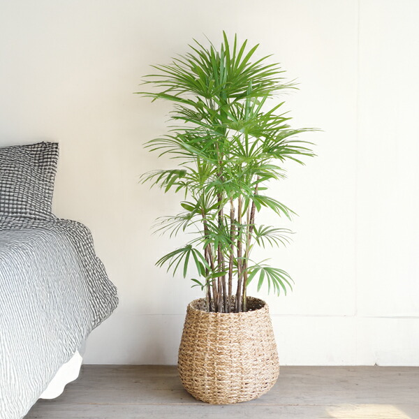 楽天市場】鉢カバー 10号 10号鉢がすっぽり 手編みバスケット 送料無料