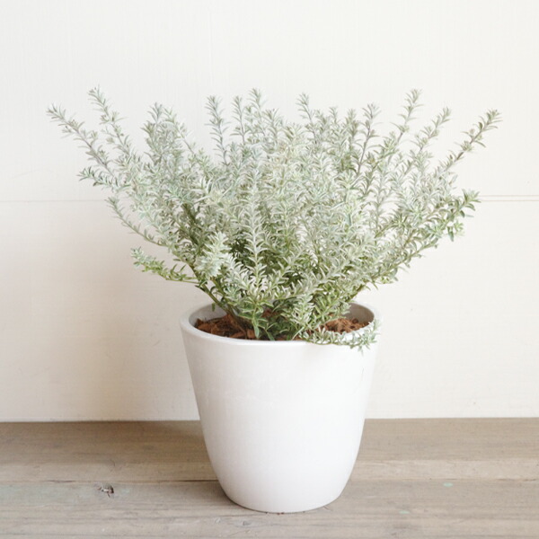 楽天市場】ウエストリンギア スモーキーホワイト 選べるボタニー