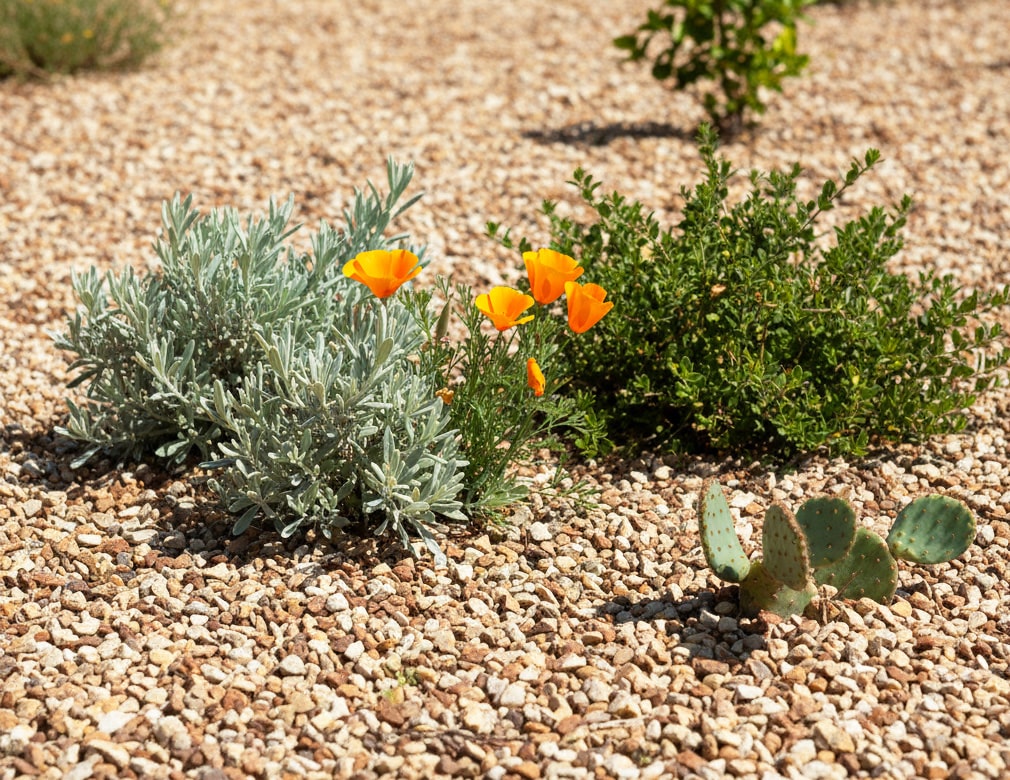 楽天市場】ガーデニング 砂利 庭 石 錆砂利 甲賀砂利 3分 約6-15mm