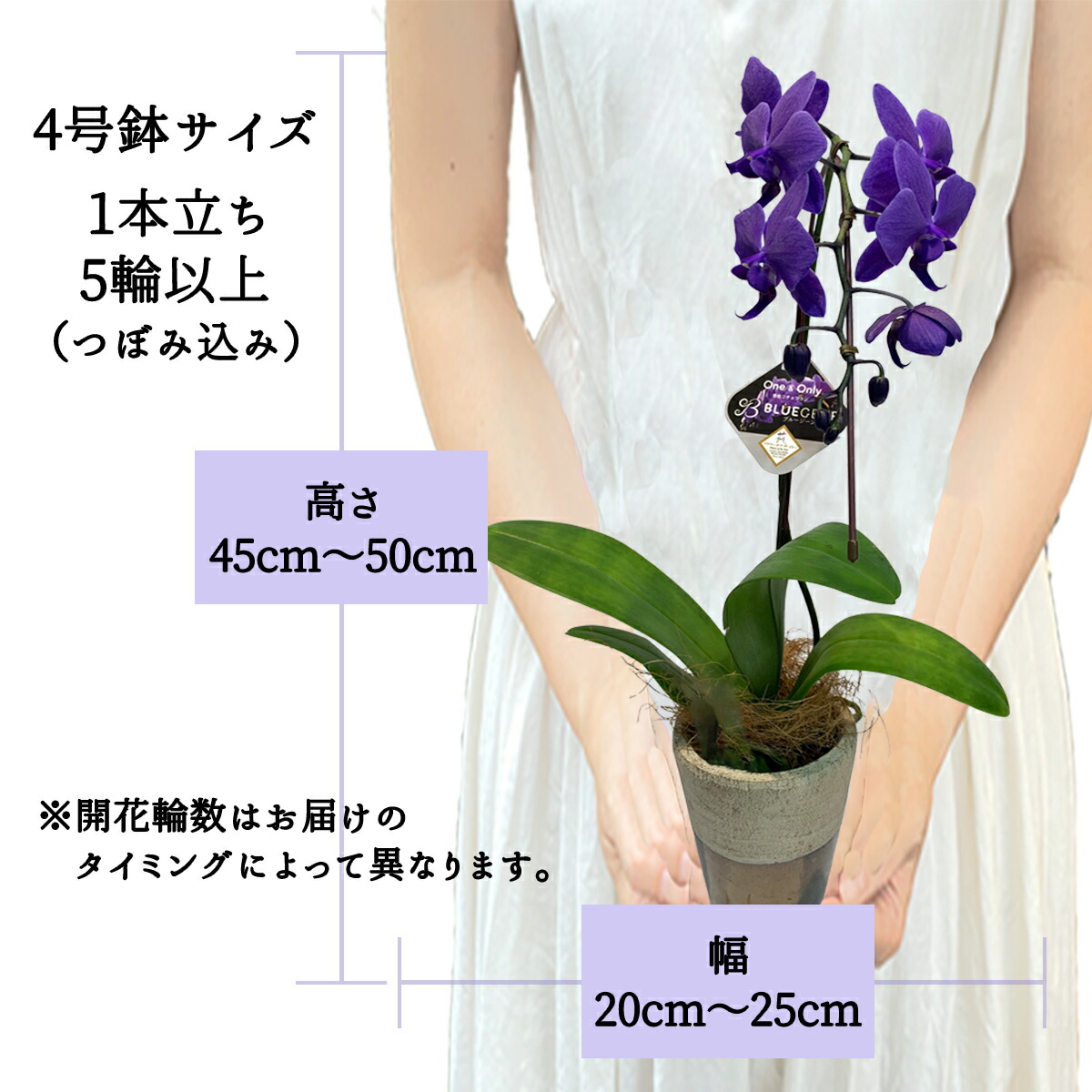 楽天市場】【 世界初！天然の青色 胡蝶蘭 】ブルージーン Blue Gene 1