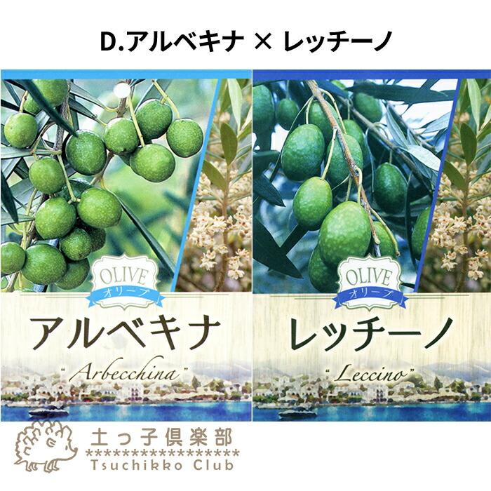楽天市場】オリーブ 2品種植え （ 3年生 ）7号スリット鉢 大苗 : 花と
