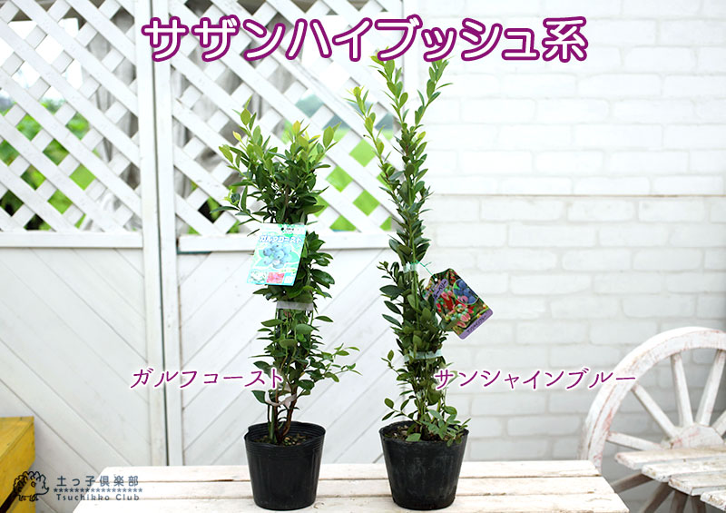 楽天市場】ブルーベリー 苗木 （ 3年生 ） 4.5号ポット苗 【 送料無料