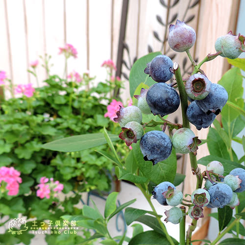 楽天市場】ブルーベリー 『 サザンハイブッシュ系 』 （ 2年生 ） 3.5