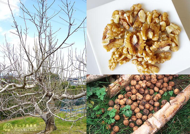 楽天市場】【スーパーSALE☆600円OFF】 くるみ（ 胡桃 ）『 菓子クルミ