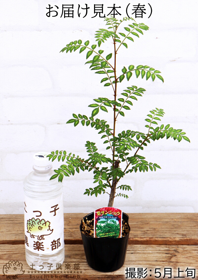 楽天市場】山椒 『葉さんしょう』（ ハサンショウ ） 9cmポット苗 : 花
