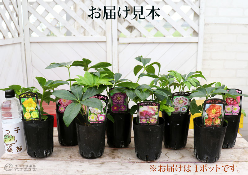 楽天市場】【3月5日18時から30％OFFクーポン対象】 八重咲き