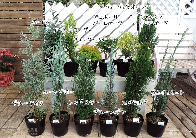 楽天市場】コニファー 『 ムーングロー 』 15cmポット苗 【 送料無料