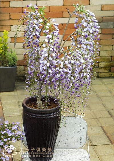 楽天市場】【スーパーSALE☆500円OFF】長崎一才藤 （ 花ふじ ） 6号