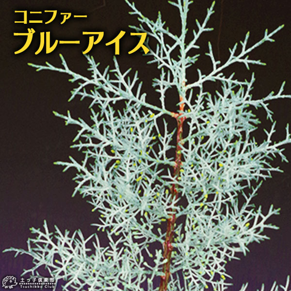 楽天市場】コニファー 『 ブルーアイス 』 12cm〜15cmポット苗