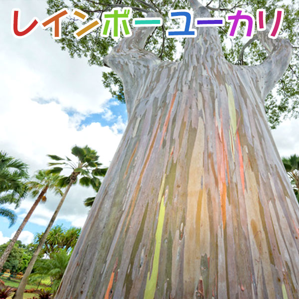 楽天市場】【珍種】ユーカリの木 『 レインボーユーカリ 』 10.5cm