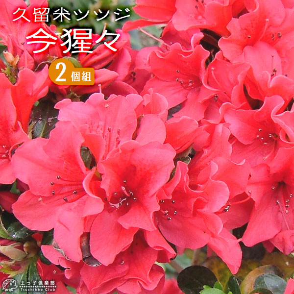 楽天市場】久留米ツツジ 『 今猩々 （ いましょうじょう ） 』 13.5cm