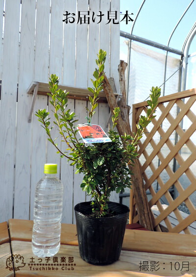 楽天市場】久留米ツツジ 『 今猩々 （ いましょうじょう ） 』 13.5cm