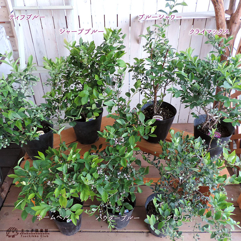 楽天市場】【3月5日18時から30％OFFクーポン対象】 ブルーベリー （ 5