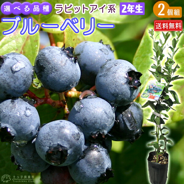 楽天市場】ブルーベリー 『 ラビットアイ系 』 （ 2年生 ） 3.5号