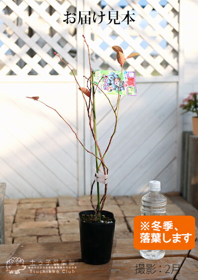 楽天市場】ブルーベリー 『 ラビットアイ系 』 （ 2年生 ） 3.5号