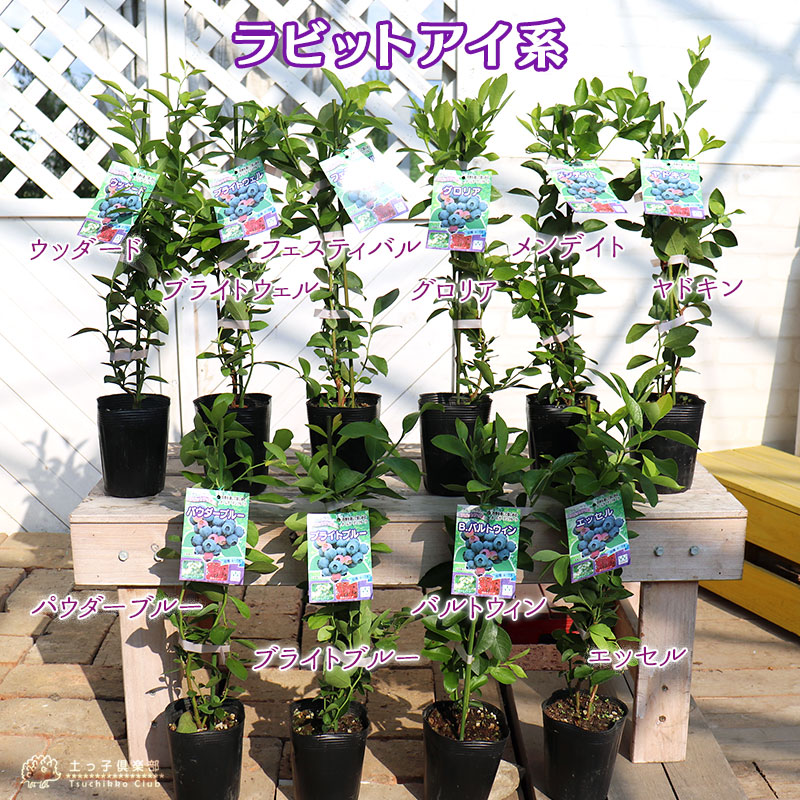 楽天市場】ブルーベリー 『 ラビットアイ系 』 （ 2年生 ） 3.5号