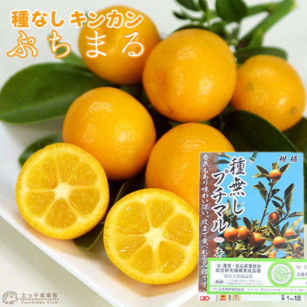 楽天市場】【スーパーSALE☆500円OFF】 タネなし金柑 『 ぷちまる