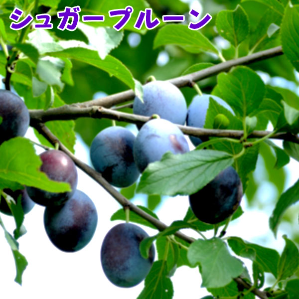 楽天市場】プルーン 『 シュガープルーン 』 セイヨウスモモ 15cm